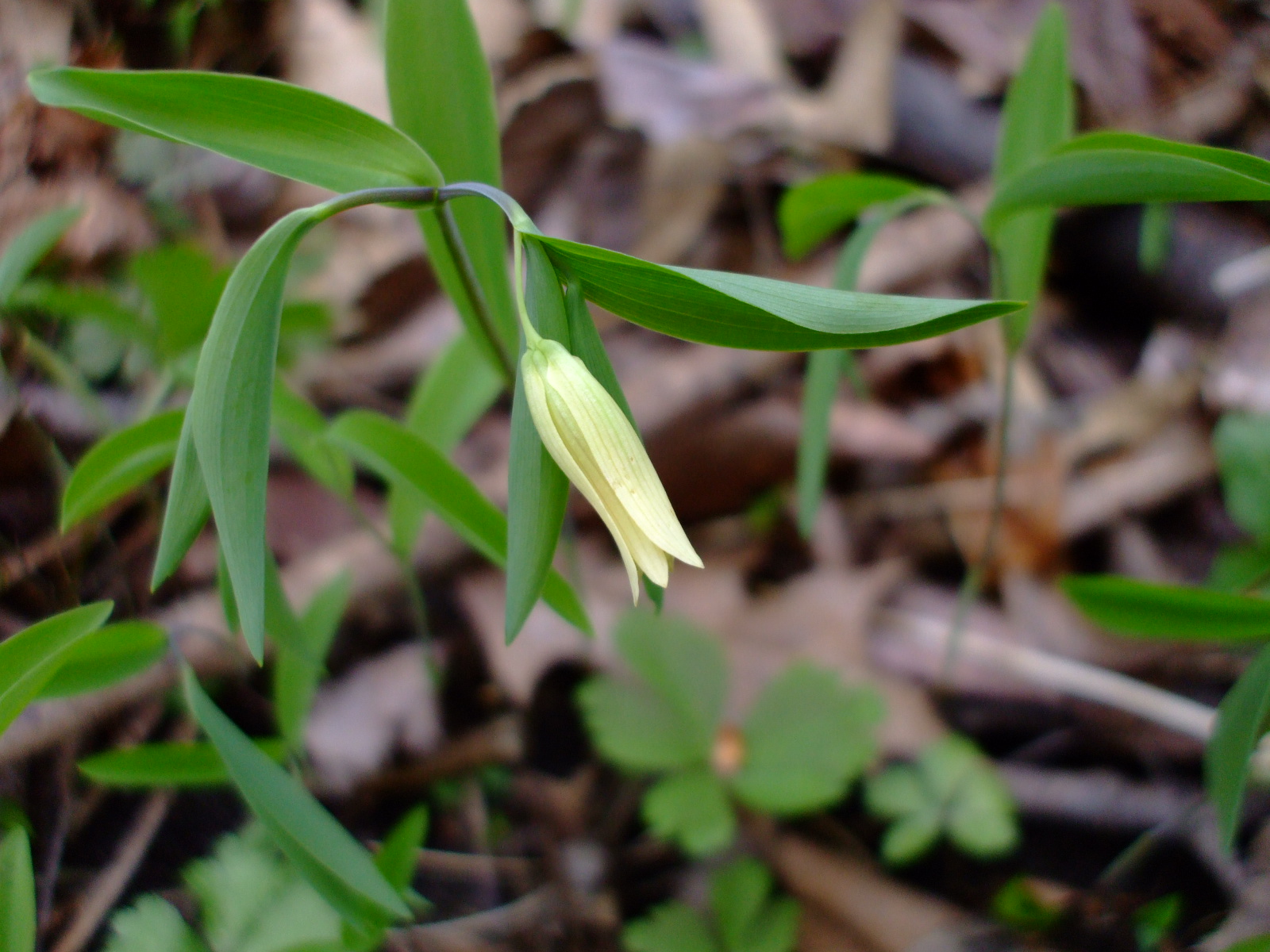 Uvularia sessilifolia